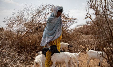 Aisha, a 60-year-old pastoralist in Somaliland has had to migrate to find water for her livestock.