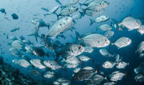 Climate Change And Sustainable Fishing | ActionAid UK