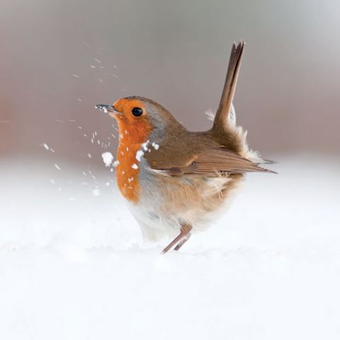 Dancing robin charity christmas card