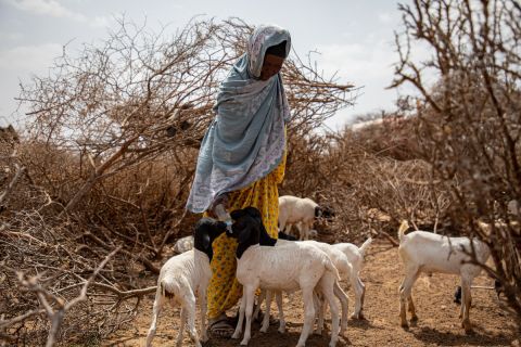 Aisha Berkhad, 60-year-old migrant pastoralist living outside Ceel-Giniseed, Somaliland.