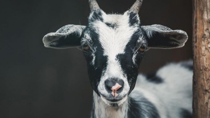 Goat | ActionAid UK